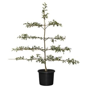 500mm Assorted Apple Espalier - Malus domestica