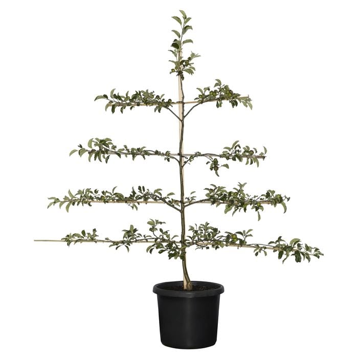 500mm Assorted Apple Espalier - Malus domestica
