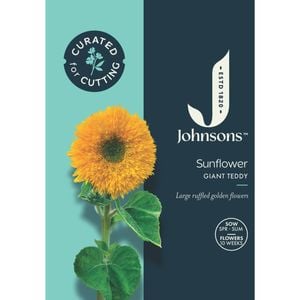 Johnsons Curated For Cutting Sunflower Giant Teddy