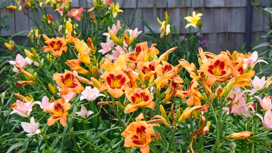 Orange day lilies in a garden