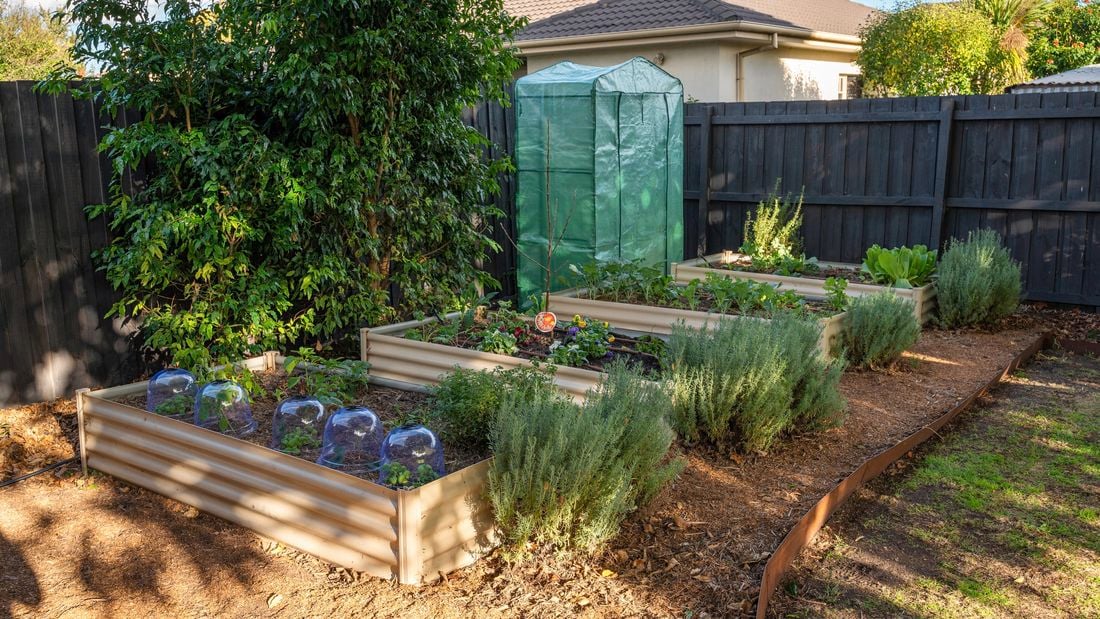 A garden with three raised plant beds.