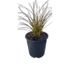 2L Carex Testacea - Cyperaceae