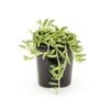 95mm String Of Beans - Senecio radicans