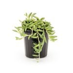 95mm String Of Beans - Senecio radicans