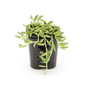 95mm String Of Beans - Senecio radicans