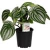 120mm Pep Watermelon - Peperomia