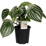 120mm Pep Watermelon - Peperomia 