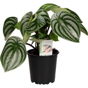 120mm Pep Watermelon - Peperomia