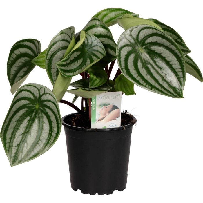 120mm Pep Watermelon - Peperomia