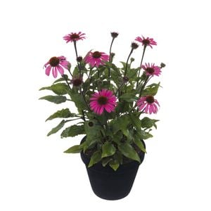 150mm Assorted Echinacea Moodz - Echinacea purpurea
