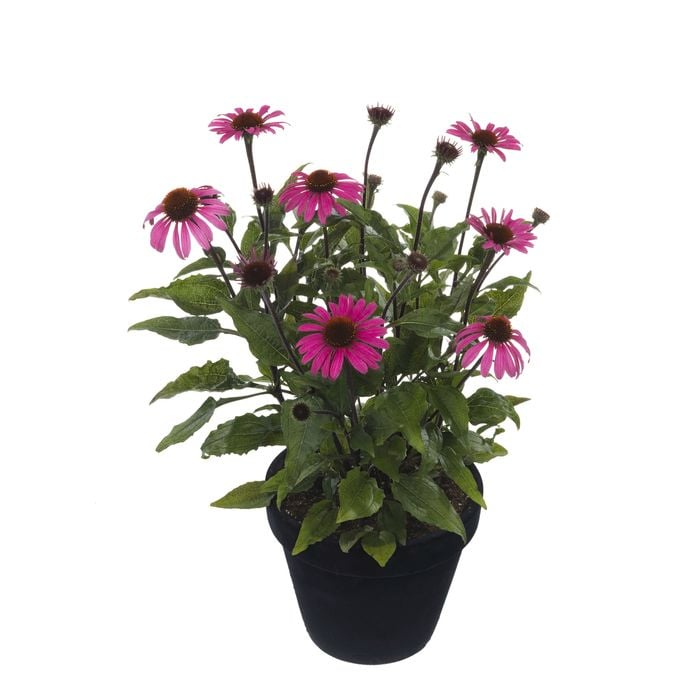 150mm Assorted Echinacea Moodz - Echinacea purpurea