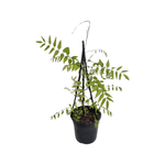 200mm Wisteria Assorted