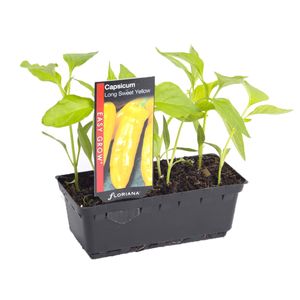 Capsicum Long Sweet Yellow Punnet - Capsicum annuum