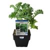 100mm Kale Curly - Brassica oleracea