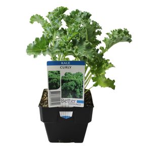 100mm Kale Curly - Brassica oleracea