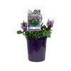 140mm Prunella - Prunella Bella Lilac
