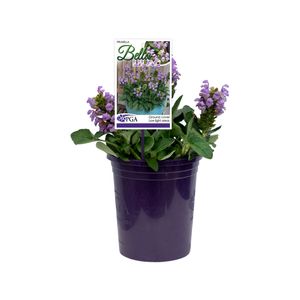 140mm Prunella - Prunella Bella Lilac