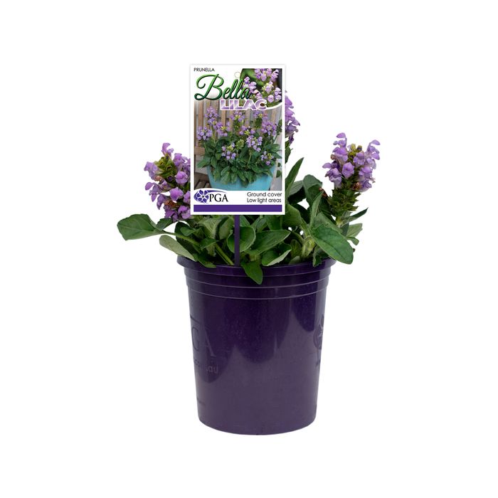 140mm Prunella - Prunella Bella Lilac