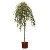 330mm Pink Snow Showers Weeping Cherry - Prunus pisnshzam