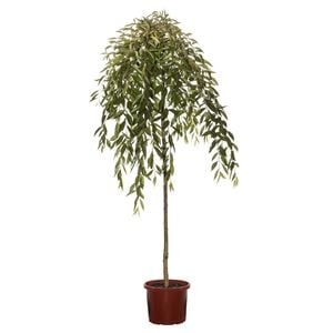330mm Pink Snow Showers Weeping Cherry - Prunus pisnshzam