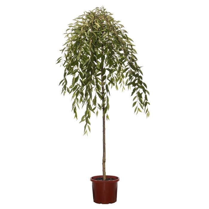 330mm Pink Snow Showers Weeping Cherry - Prunus pisnshzam