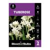 Bloomin Bulbs Tuberose Cream - Polianthes tuberosa - 2 Pack