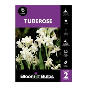 Bloomin Bulbs Tuberose Cream - Polianthes tuberosa - 2 Pack
