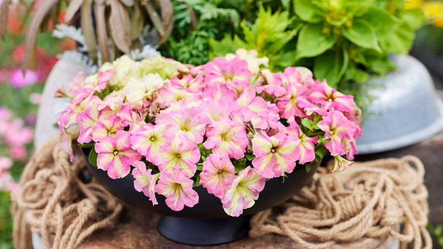 Petunia ‘Strawberry Shake’ produces masses of blooms in vibrant pink and yellow tones. 