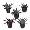 Gardening Solutionz 15cm Mangave Assorted