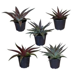 Gardening Solutionz 15cm Mangave Assorted