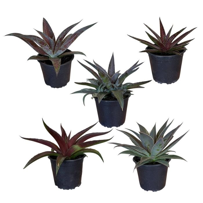 Gardening Solutionz 15cm Mangave Assorted
