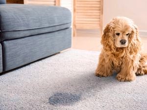 Dog sitting next to stained carpet.