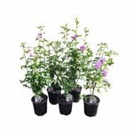 200mm Hardy Hibiscus Mix - Hibiscus syriacus