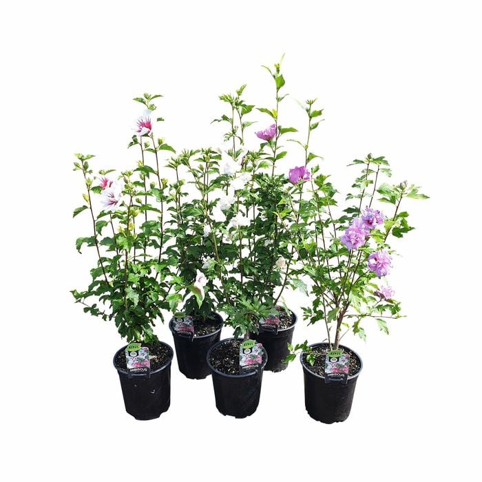 200mm Hardy Hibiscus Mix - Hibiscus syriacus
