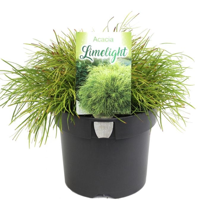 140mm Bower Wattle Lime Light - Acacia cognata