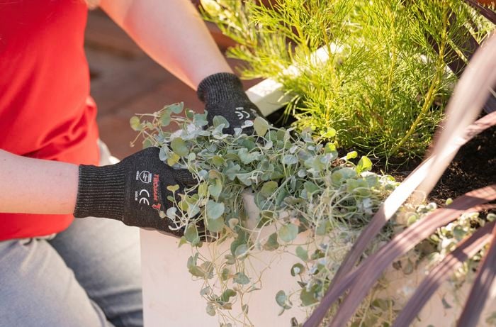 A person wearing gardening gloves is planting a Dichondra Silver Falls trailing plant in a white pot that cascades over the sides of the container