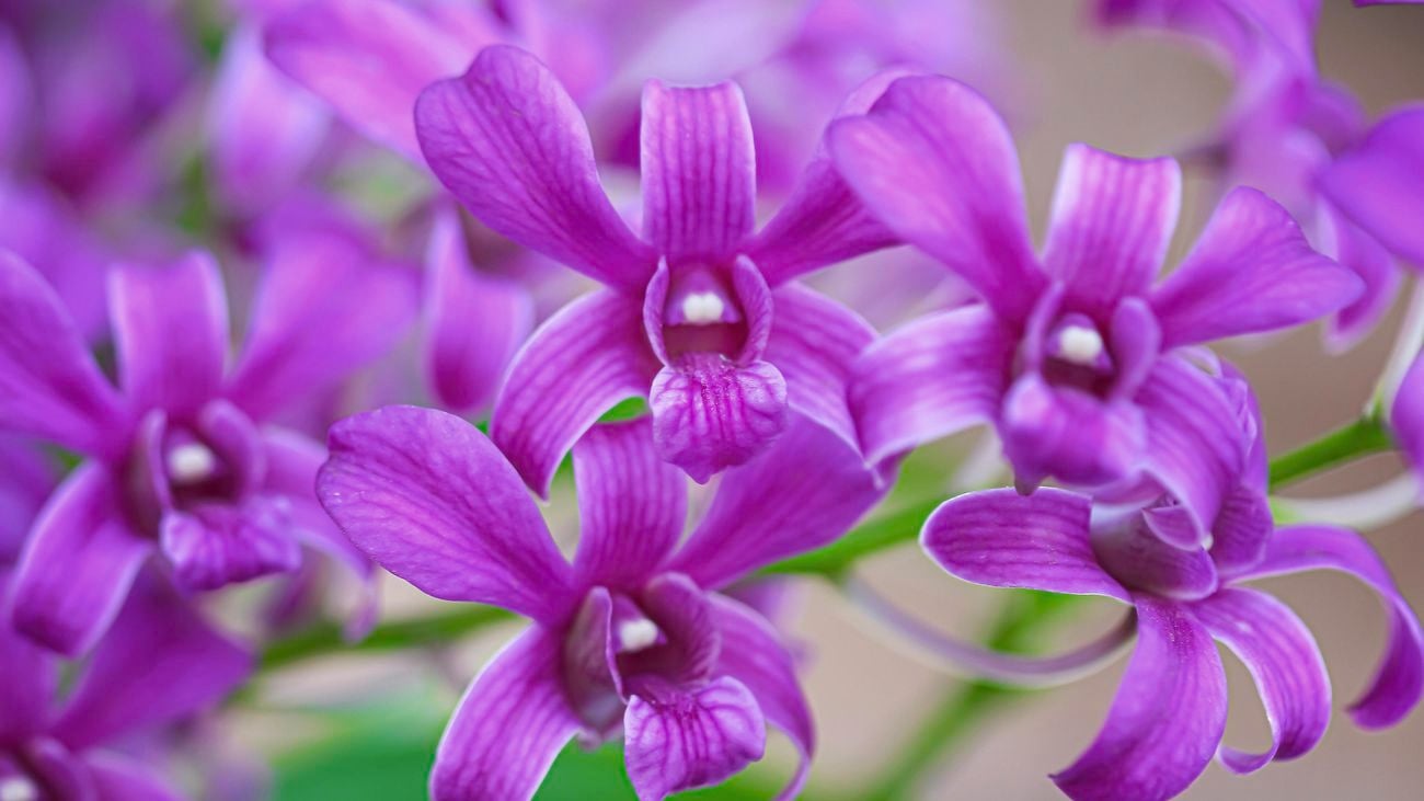 Purple dendrobium orchids in a garden