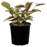 200mm Assorted Ctenanthe - Ctenanthe setosa 'Grey Star'