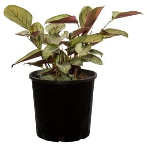 200mm Assorted Ctenanthe - Ctenanthe setosa 'Grey Star'
