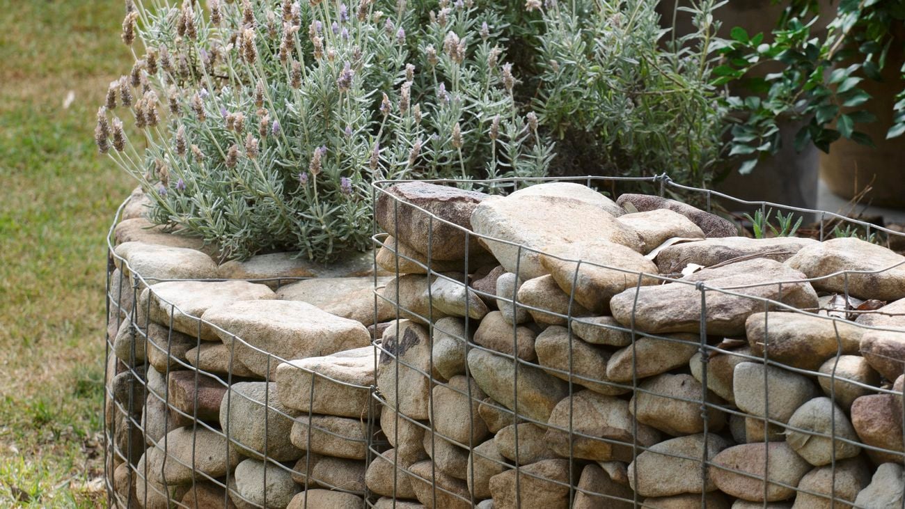Lavender growing in a stone wall garden bed