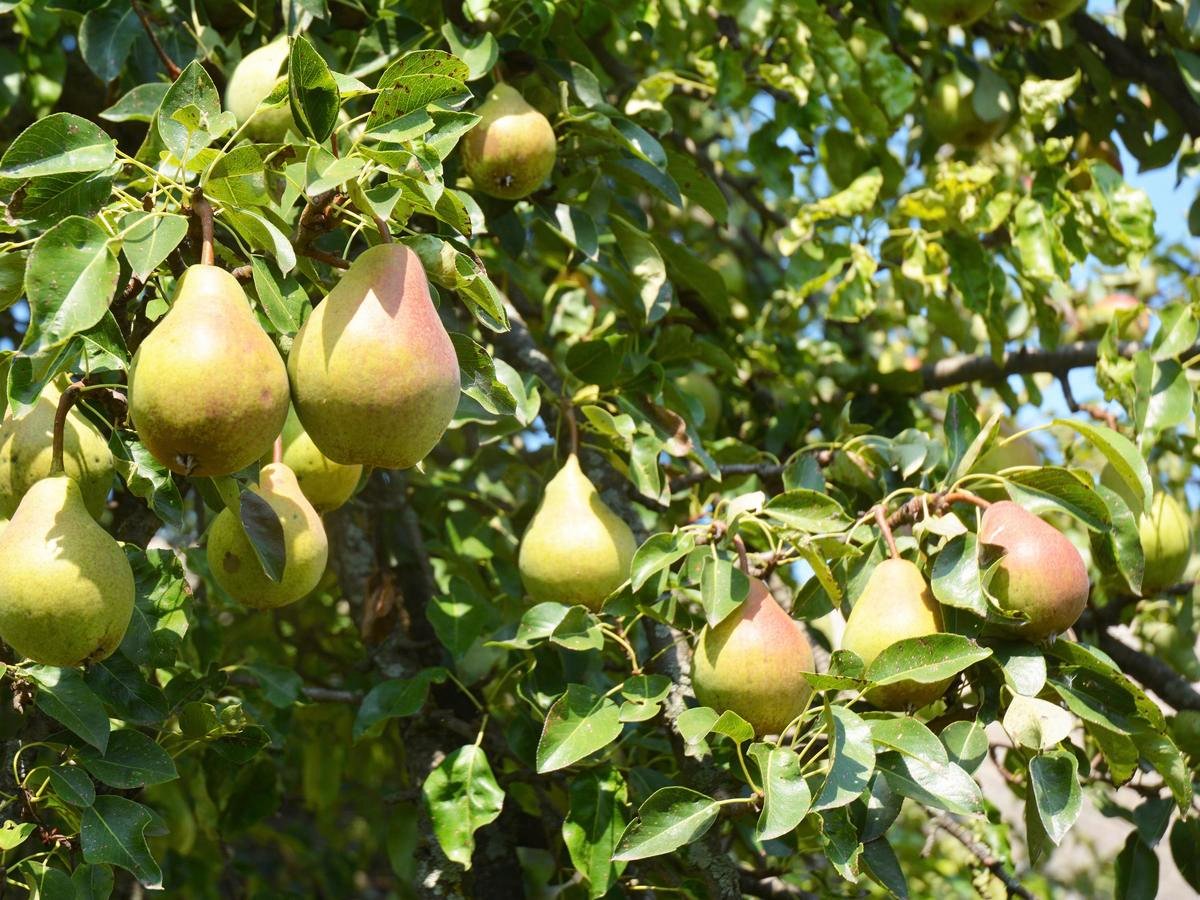 How To Grow A Pear Tree - Bunnings New Zealand