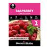Bloomin' Bulbs Raspberry Chilcotin - 2 Pack