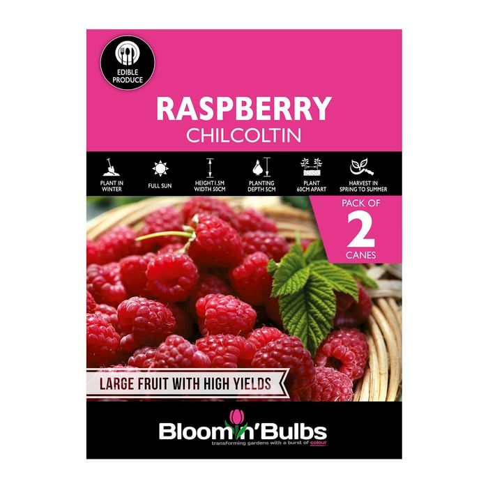 Bloomin' Bulbs Raspberry Chilcotin - 2 Pack