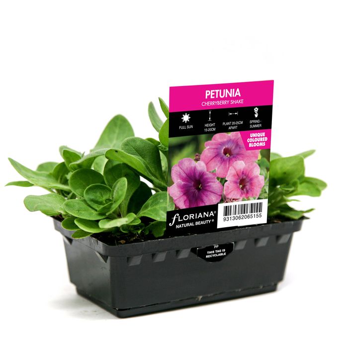 Punnet Petunia Cherryberry Shake - Petunia multiflora