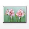 View of a Group of Pink Flowers  Print 100% Australian Made 90x60cm  (Poster)