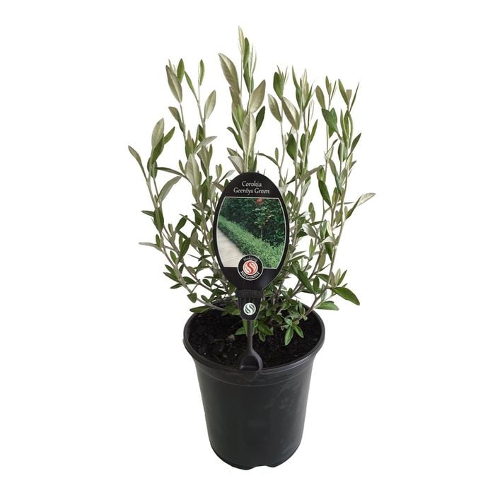 3.5L Corokia Geentys Green - Corokia virgata