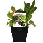100mm Lettuce Bistro Blend - Lactuca sativa