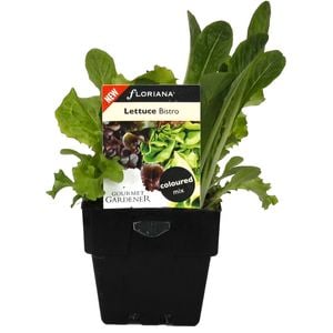 100mm Lettuce Bistro Blend - Lactuca sativa