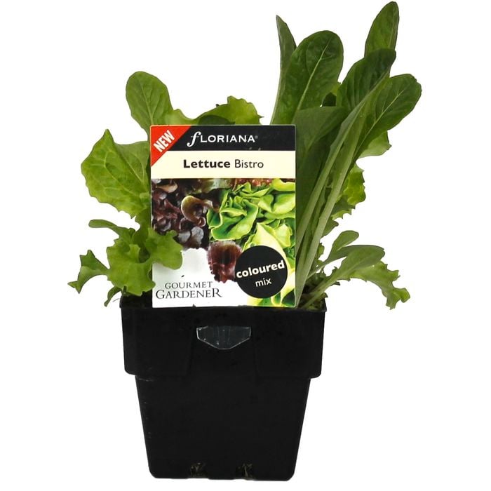 100mm Lettuce Bistro Blend - Lactuca sativa