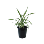 180mm Lemon Spritzer Flax - Phormium tenax